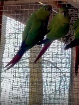 Klinochvost tyrkysovy - Enicognathus ferrugineus