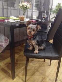 Predám Yorkshire teriér šteniatka 9  mesačne fenku