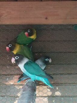 Agapornis škraboškovy