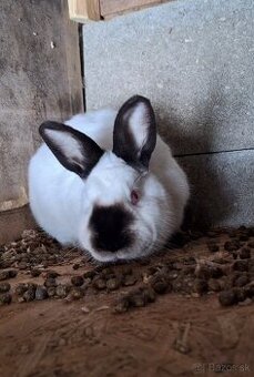 Kalifornský králik