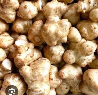 Topinambur -slnecnica hluznata