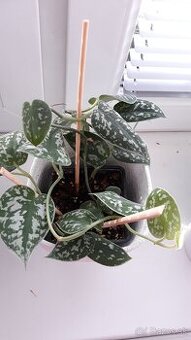 Predam izbové kvety 3e za kus