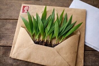 Semena alebo sadenice mrazuvzdornej palmy Trachycarpus