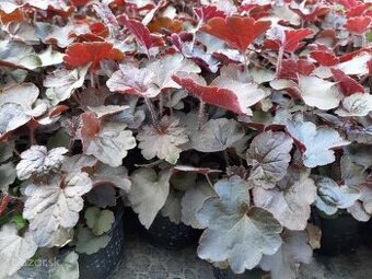 Heuchera bordovo-zelená - SADENICE