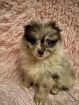 Pomeranian,nemecky spic
