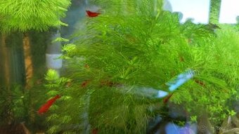 Neocaridina Bloody mary