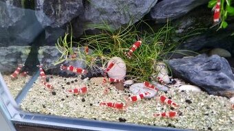 Krevetky crystal red
