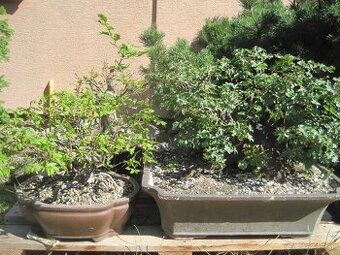 bonsai,bonsaj-JAVOR polný