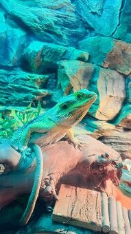 Predám krásne Terarium aj s agamou