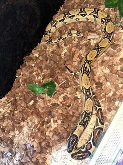 Boa constrictor/velhad kráľovsky