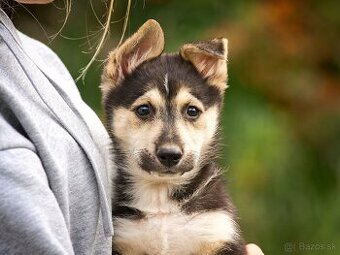 Darujem originálne šteniatka - mix husky / vlčiak / jazvečík