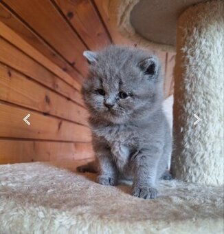 Kúpim britské mačiatko