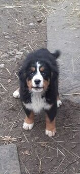 Bernský salašnícky pes