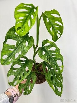 Monstera Adansonii ‘Mint’