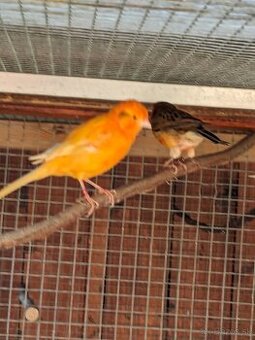 S76 odčervenie a ochrana vtáctva