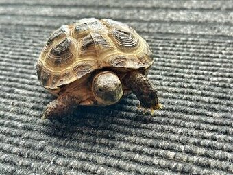 Suchozemská korytnačka