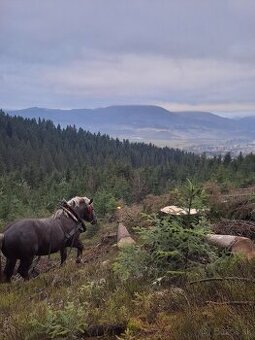 Predám ťažné kone