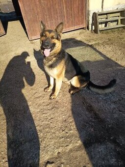 Predám nemecký ovčiak