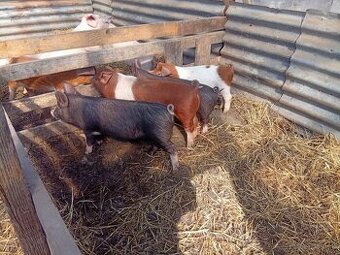 Durok x Landras 20-25kg