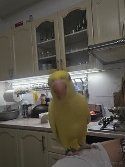 Predám alexander malý