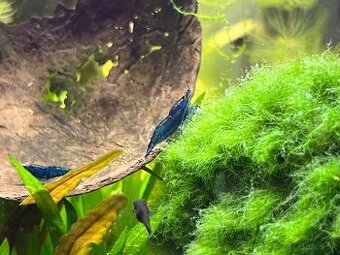 Krevetky neocaridina Blue Dream