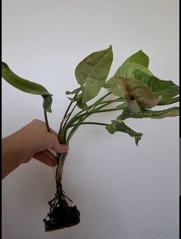 Syngonium zdarma