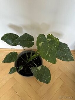 Monstera thai constalation