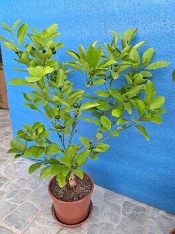 Citrus calamondin odroda Oriana