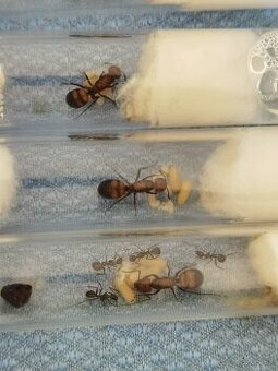 Camponotus nicobarensis