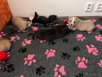 American Bully pocket