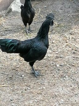 Predam kohuty Ayam Cemani - 1
