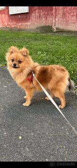 Pomeranian Mini