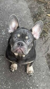 Francúzsky buldoček,buldog, krásne samec - 1