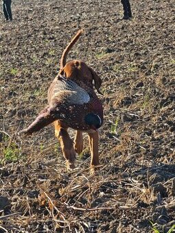 Maďarská vyžla na krytie