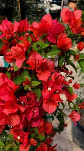 Bugenvilea (Bougainvillea) červená