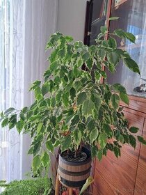 Ficus Benjamina a iné