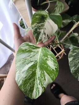 Monstera albo var. Borsogniana