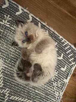 Ragdol maciatka
