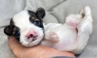 Yorkshire Terrier s PP