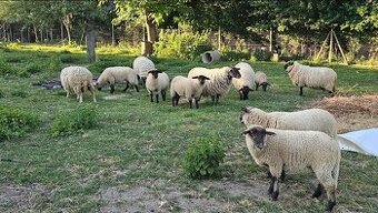 Predám Ovca a Baran Suffolk