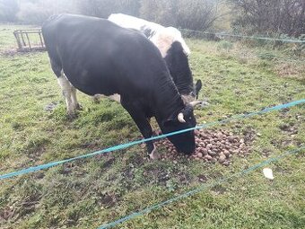 Hovädzie mäso balíčky po 8€