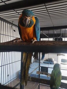 Ara kaninda pár 1/1