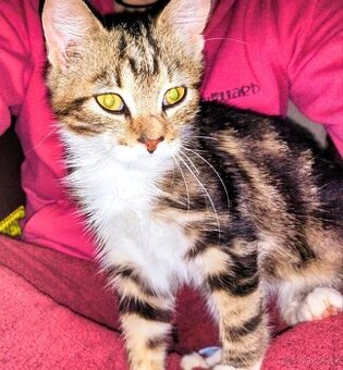 Darujem maciatko kocurik