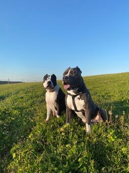 Krytie - AMERICKÝ STAFORDŠÍRSKY TERIÉR (amstaff, staford)