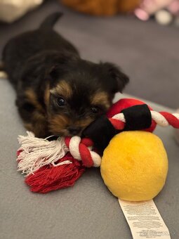 Predám šteniatko yorkshira - 1