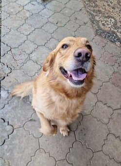 Darujem zlatého retrívera