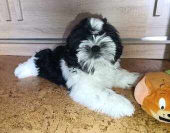 Shih-tzu s PP posledné šteniatko (shih tzu, shitzu, si-tzu)
