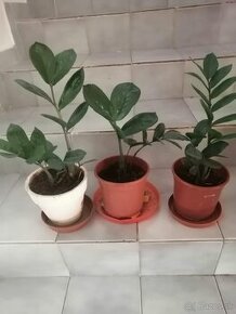 Zamioculcas - 1
