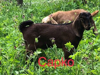 na predaj anglonubijský capko