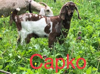 na predaj anglonubijský capko